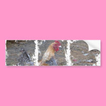 Dirty Photo Bumper Sticker bumper stickers
