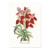 Uniflora de DISA (comme D grandiflora) posters by Botany_Boy Uniflora de DISA (comme D grandiflora) posters