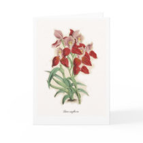 Disa uniflora cards by Botany_Boy Disa uniflora cards
