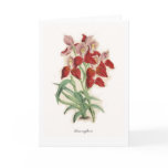 orchid, botanical, print, flora, tropical, exotic,