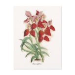 Disa uniflora post card