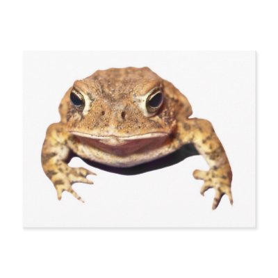 Disapproving Toad post cards