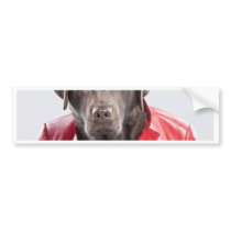 Disco Dog Bumper Stickers