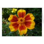 Disco Marigold Blank Card
