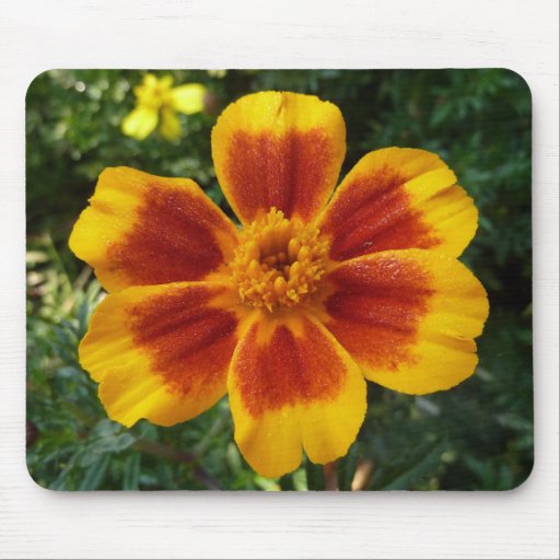 Disco Marigold Mousepad