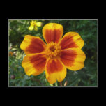 Disco Marigold Postcard