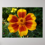 Disco Marigold Print