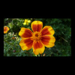 Disco Marigold Print