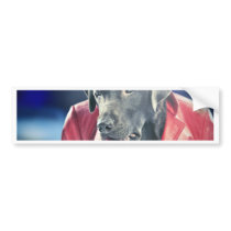 Disco/Pimpin Labrador Bumper Sticker
