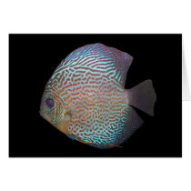 discus card by Lisachromis discus card
