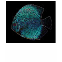 discus glow edges t-shirts