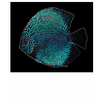 discus glow edges t-shirts