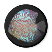 Discus magnet 2