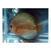 Discus posters by oscar_azac Discus posters