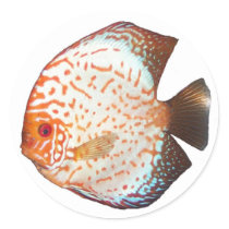 Discus stickers