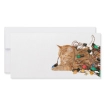 Disgruntled Christmas cat photo cards