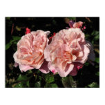 Distant Drums Shrub Rose 142 Distant Drums Shrub Rose 142