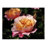 Distant Drums Shrub Rose 143 Distant Drums Shrub Rose 143
