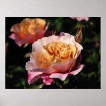 Distant Drums Shrub Rose 143 Posters