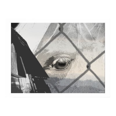 distant horse eye poster by flyingdisc