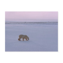 Distant Polar Bear postcards