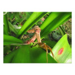 Distracted Mantis ~ Photo Distracted Mantis ~ Photo