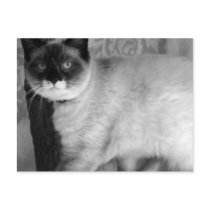 Distraction postcards by AngiesPostcards Distraction postcards