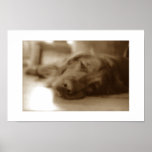 distressed doggy posters