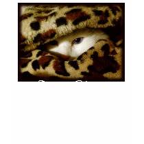 Diva Kitty t-shirts