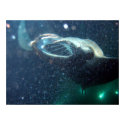 Dive with the Manta Rays -The Big Island posters