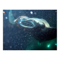 Dive with the Manta Rays -The Big Island posters by samack Dive with the Manta Rays -The Big Island posters