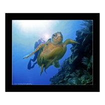 Diver and Turtle in Belize posters