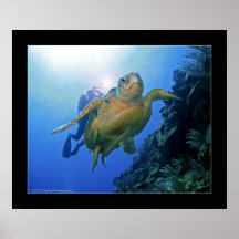 Diver and Turtle in Belize Posters