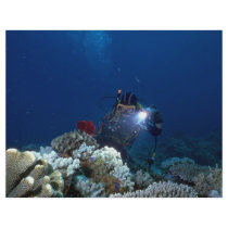 Diver shooting video on coral bed flyer design