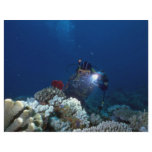 Diver shooting video on coral bed flyers