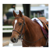 Diversified Artie Poster 2 posters by EquineGal Diversified Artie Poster 2 posters