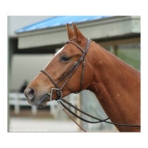 Diversified Artie Poster 3 posters by EquineGal Diversified Artie Poster 3 posters