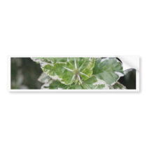 Diversos Florais Bumper Stickers