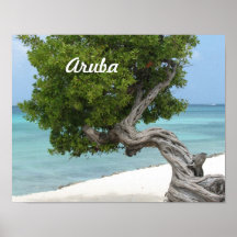 Divi Divi Tree in Aruba Poster