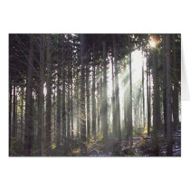 Divine Firs cards