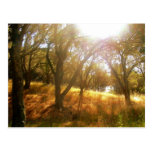 Divine Inspiration postcards