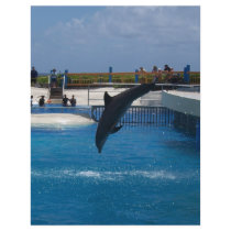Diving Dolphin flyers