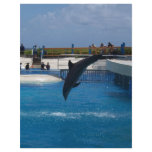 Diving Dolphin flyers