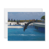 Diving Dolphin invitations