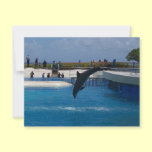 Diving Dolphin