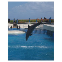 Diving Dolphin letterhead