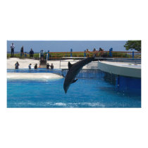 Diving Dolphin Photo Greeting Card