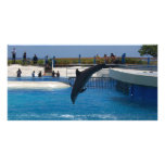 Diving Dolphin Photo Greeting Card