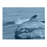Diving Dolphin Postcard