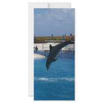 Diving Dolphin Full Color Rack Card